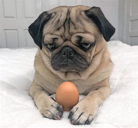 How Doug The Pug Became An Internet Sensation