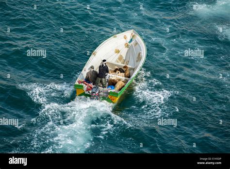 Oman Khasab Harbor Iranian Smugglers Bringing Sheep To Oman And