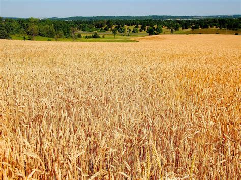 CAMERA ON KING : Winter wheat is ready to harvest