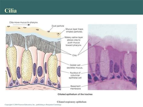 Ppt Respiratory System Overview Powerpoint Presentation Free