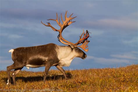 Caribou | Denali National Park, Alaska. | Photos by Ron Niebrugge