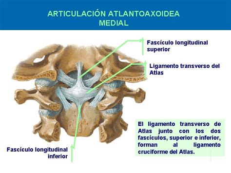 Clase N 2 Columna Vertebral Y Espalda Anatoma