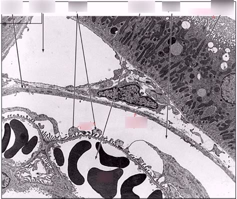 Diagram Of Bowmans Capsule Bowmans Capsule Structure Renal