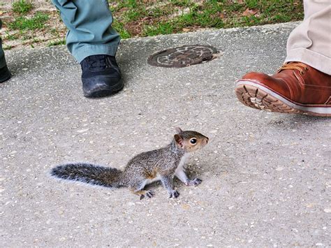 What To Feed A Baby Squirrel With Teeth Find Out Here Squirrel Arena