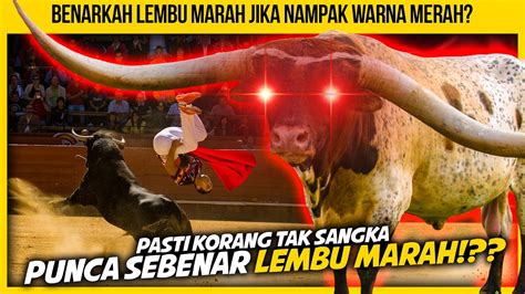 Kenapa Lembu Marah Bila Nampak Warna Merah Youtube