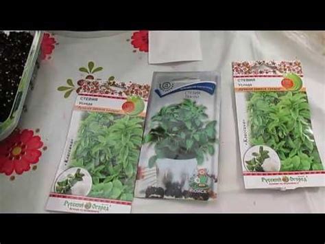 Узнайте все о выращивание стевии в домашних условиях и в открытом ...