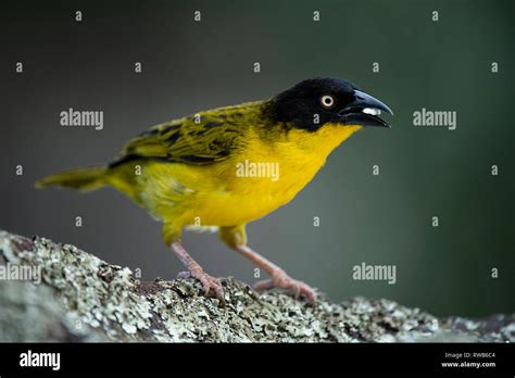 Baglafecht weaver, Ploceus baglafecht, Mgahinga Gorilla National Park