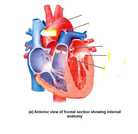 anatomy left ventricle diagram quizlet