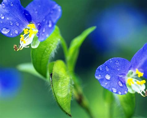 Blue Flowers With Water Photo Hd Wallpaper Preview