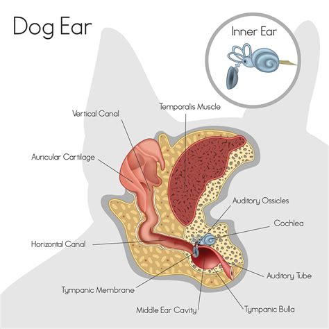 Ear infections — Albert Park Vet