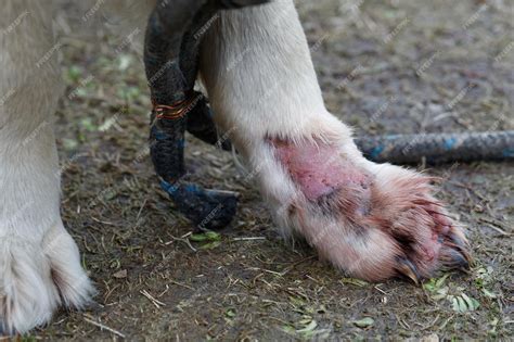 how to treat dog dermatitis