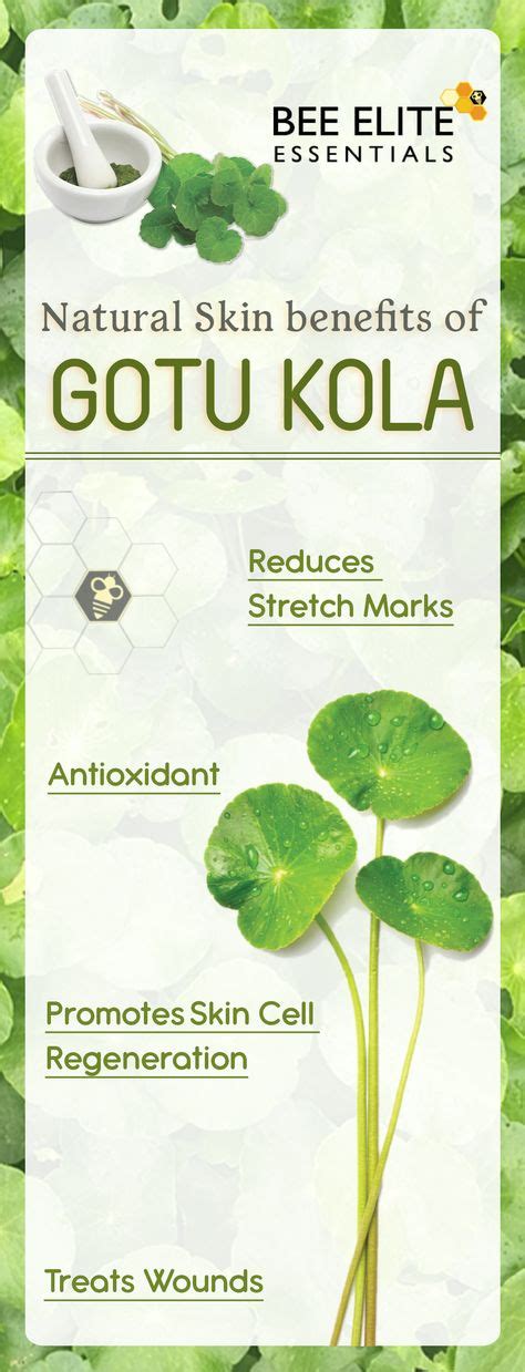 Gotu Kola Benefits Ideas In Gotu Kola Gotu Kola Benefits