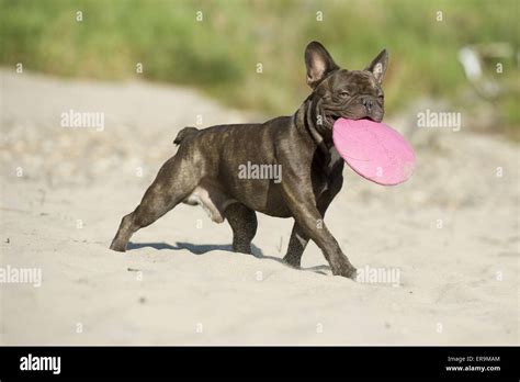 Playing French Bulldog Stock Photo Alamy