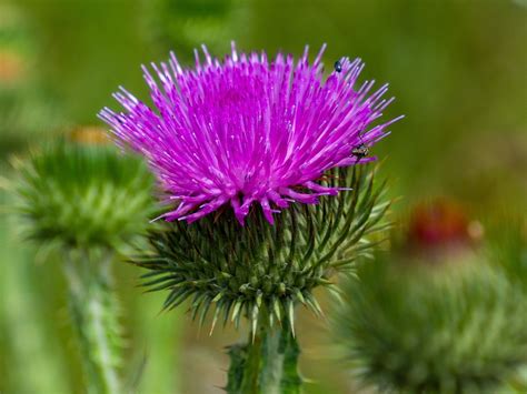 Bloom Thistle Alignment - Free photo on Pixabay - Pixabay