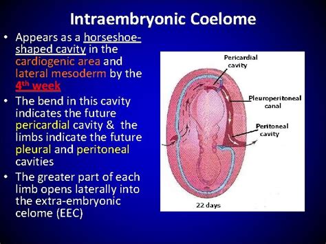 Body Cavities Primitive Mesenteries Diaphragm Dr Zeenat Zaidi