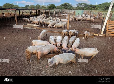 pigs feeding  pens   rural pig farm  rural namibia stock photo