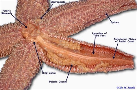 Biology11 Starfish Dissection