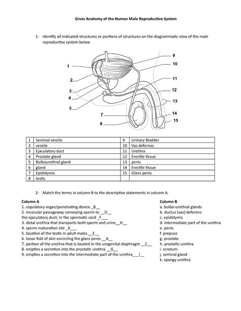 9a Human Male Reproductive System Gross Anatomy Of The Human Male