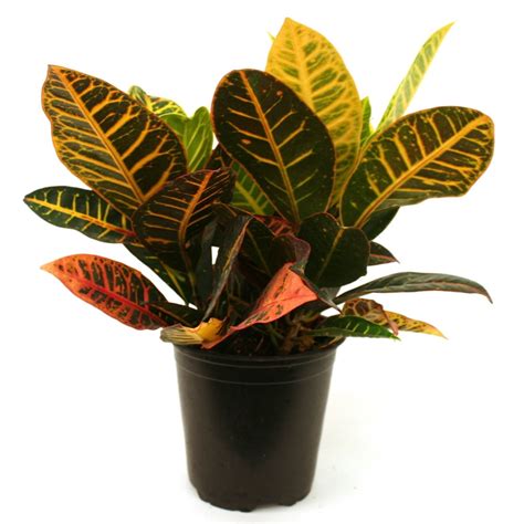 Costa Farms Live Indoor 12in Tall Multicolor Croton Petra Full Sun