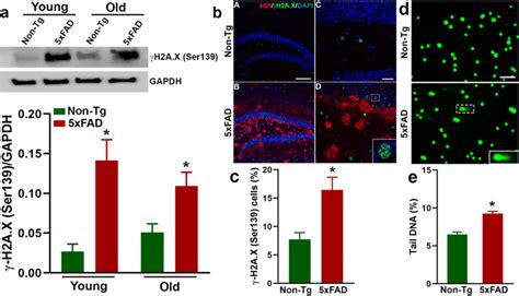 Increased Dna Double Strand Breaks In The Hippocampus Of Xfad Mice