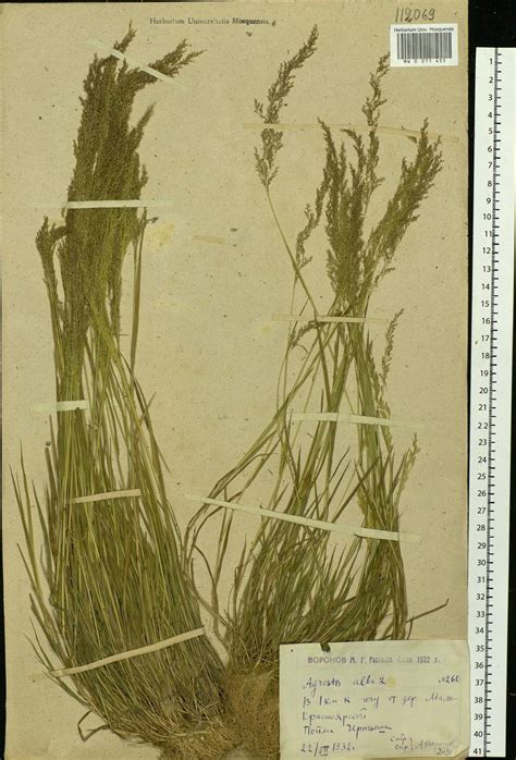 MW0011455, Agrostis alba (Полевица белая), specimen