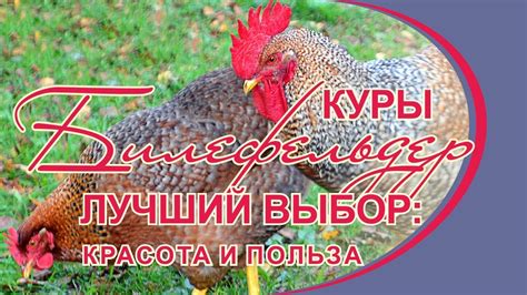 КУРЫ БИЛЕФЕЛЬДЕР - ЛУЧШИЙ ВЫБОР: КРАСОТА И ПОЛЬЗА - YouTube
