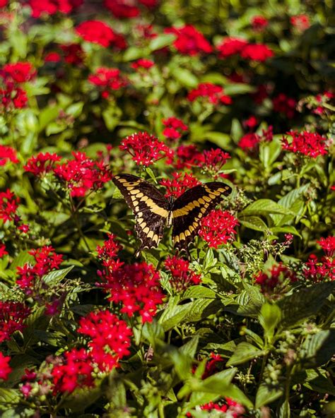 Schmetterling Insekt Pflanzen Kostenloses Foto Auf Pixabay Pixabay