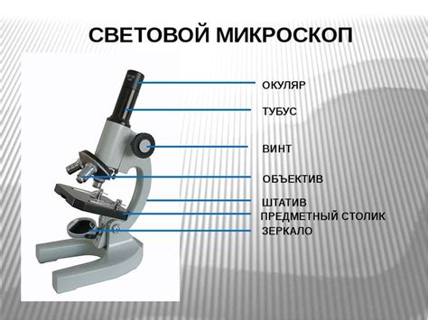 Рисунок был выполнен при работе с микроскопом на котором указано