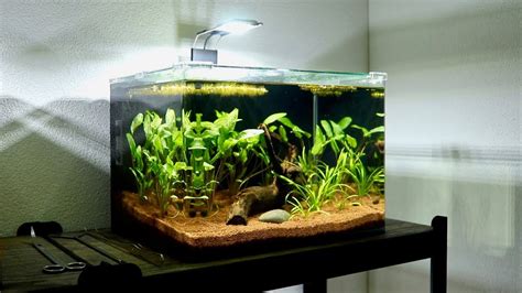 Setting Up Third Planted Betta Fish Tank | Sagittaria & Cryptocoryne ...