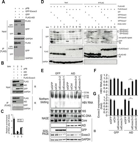 Aid Inducing Hbv Rna Reduction Depends On Exosc A B Huh Cells