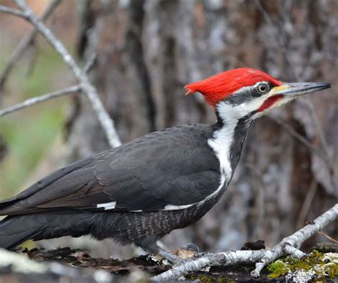 9 Species of Woodpeckers in Michigan - Birdwatching Central