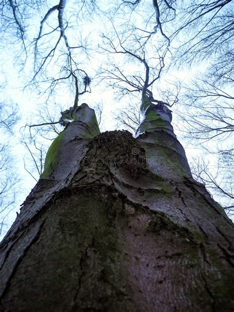 Naked Nature Stock Photo Image Of Potatoes Naked Nature 77058538