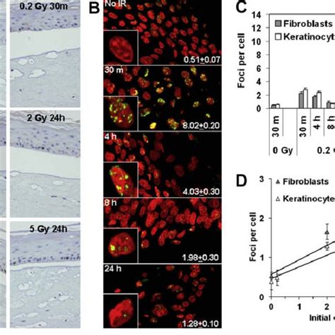 Pdf Gamma H Ax As A Biomarker Of Dna Damage Induced By Ionizing