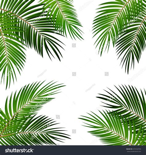 596,183 Palm Tree With Coconuts Images, Stock Photos & Vectors ...