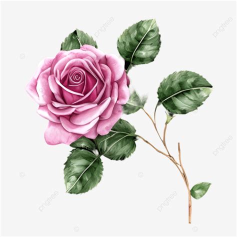 Pink Rose Watercolor Fine Art, Pink Rose Watercolor Graceful, Abstract