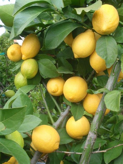 Citrus Limon Eureka Rare Plants