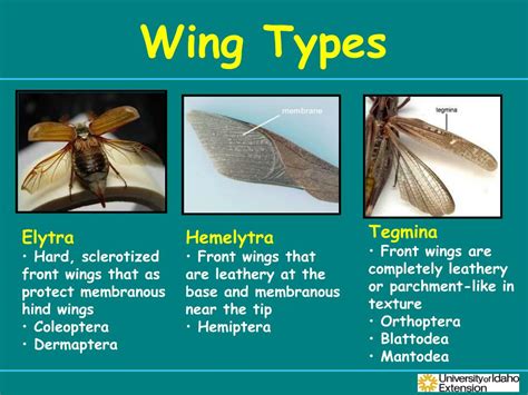 Insect Wing Types