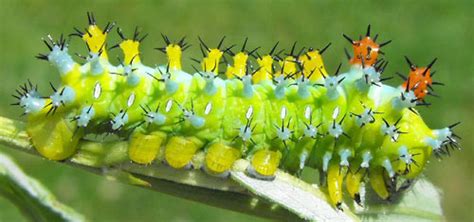 cecropia moth - Hyalophora cecropia Linnaeus