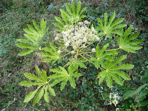 Fatsia japonica - Kiefer Nursery: Trees, Shrubs, Perennials