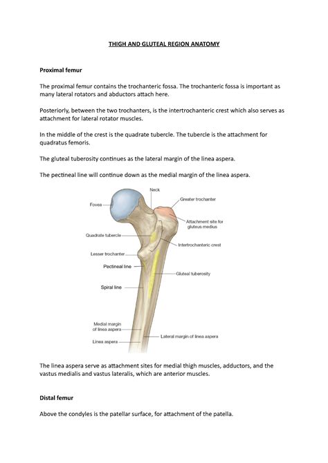 The Femur Proximal Distal Shaft Teachmeanatomy 41 Off