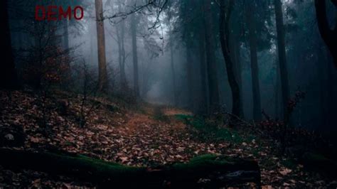 тест лес чудес (ДЕМО) версия-1.1