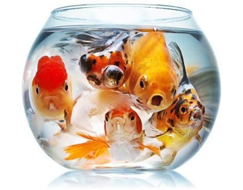 How To Take Care Of Pet Fish In A Bowl At Marvin Dupre Blog