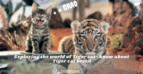 Exploring the world of Tiger cat- know about Tiger cat breed - HereKitt.com