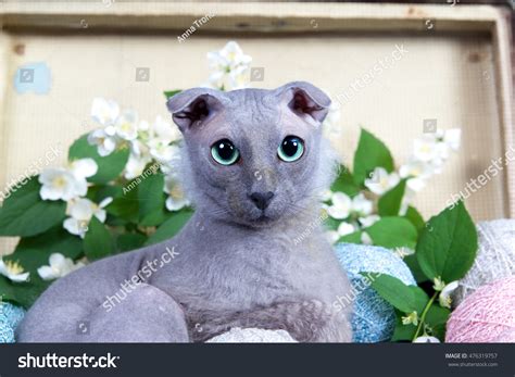 Naked Lopeared Cat Breed Ukrainian Levkoy Stock Photo Edit Now