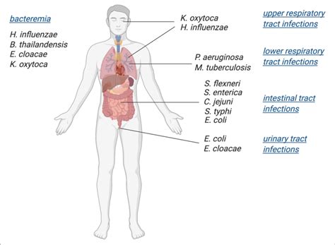 | Schematic overview of bacterial pathogens in which Mo-enzymes have ...