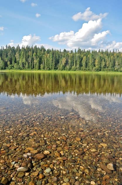 Floresta Nas Margens Do Rio Taiga Foto Premium