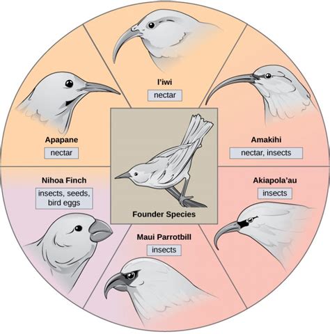 Adaptive Radiation Introductory Biology Evolutionary And Ecological