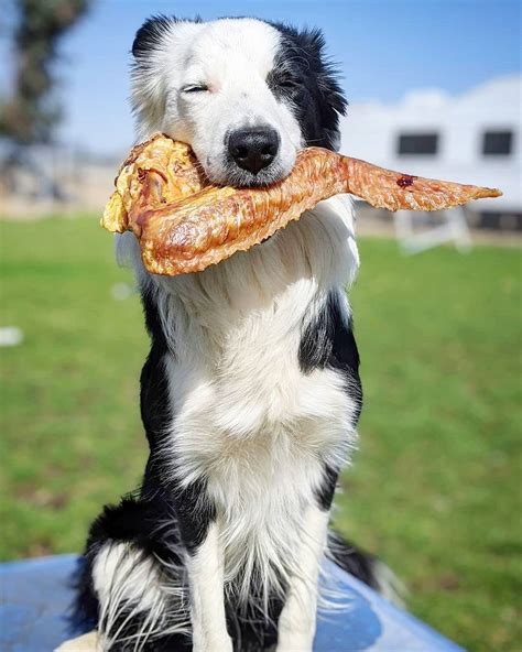 Naked Beasts Turkey Wing Pug Hound Pet Apothecary