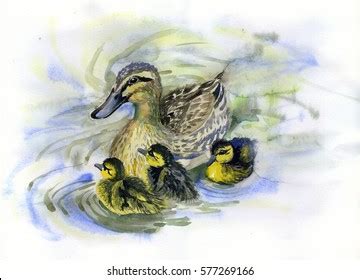 Watercolor Painting Ducks Ducklings Pond Stock Illustration 577269166