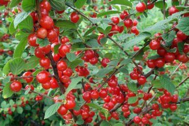 Карликовая вишня | ОгородСадовод.ком